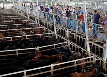 “Tope histórico”: la cotización de la hacienda subió un 50% en seis meses, ya superó los $5.000 el kilo y presiona los valores de la carne en el mostrador