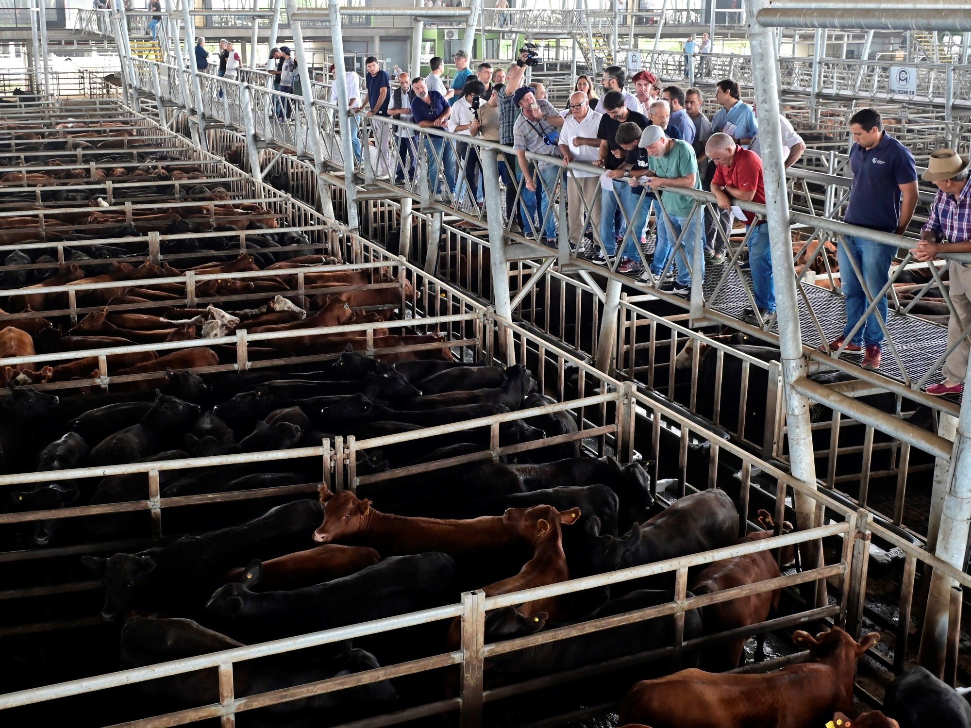 “Tope histórico”: la cotización de la hacienda subió un 50% en seis meses, ya superó los $5.000 el kilo y presiona los valores de la carne en el mostrador