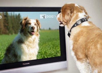 De la mano de Claro y VTR llega KNino, el primer canal chileno que convierte la televisión en compañía para los perros