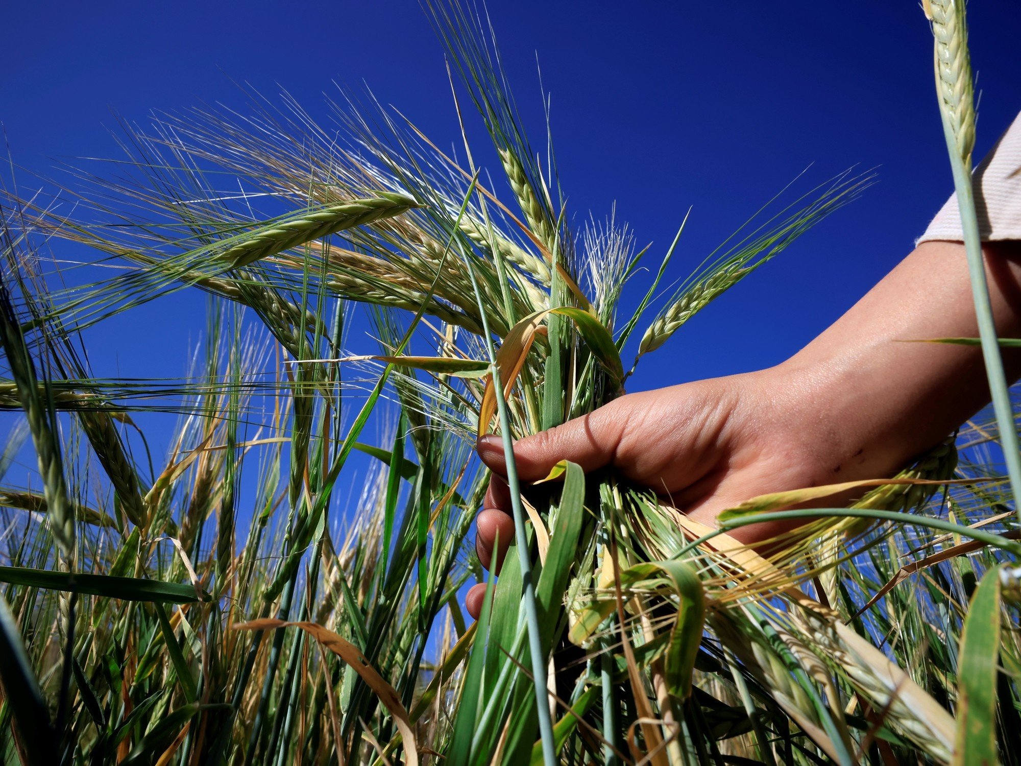 La batalla silenciosa por los alimentos