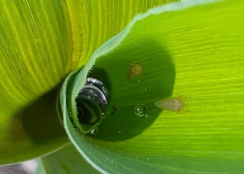Decisiones en tiempo real: una jornada enfocada en el manejo de plagas en cultivos de soja y maíz