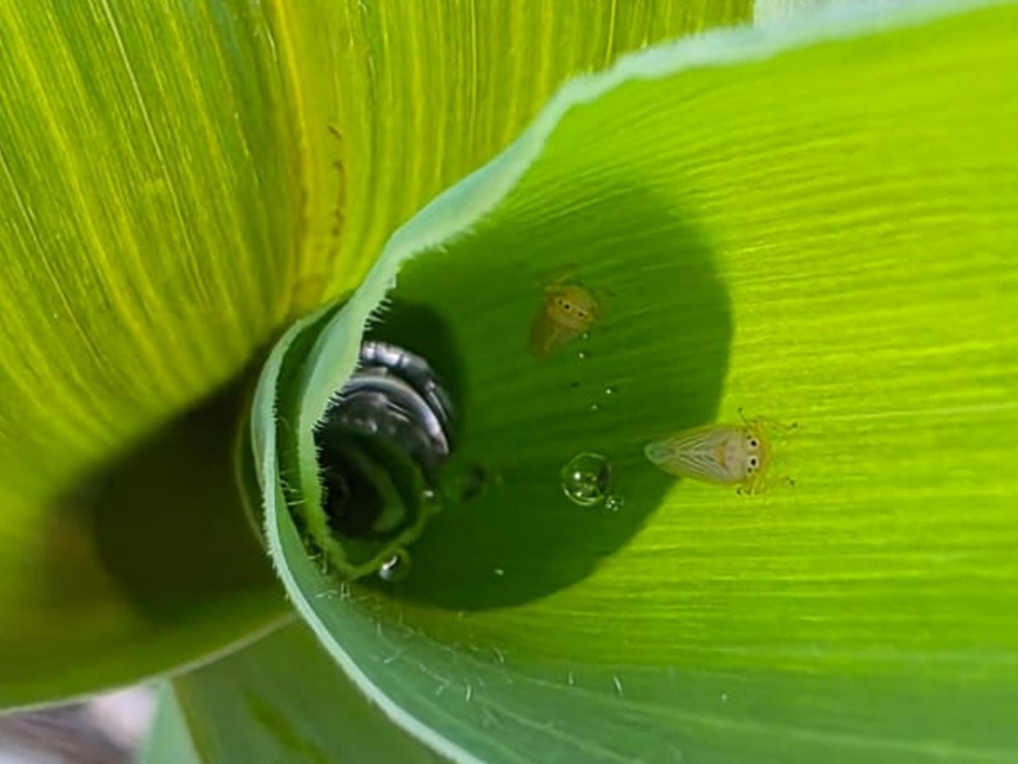 Decisiones en tiempo real: una jornada enfocada en el manejo de plagas en cultivos de soja y maíz
