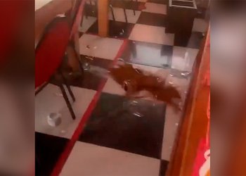 VIDEO | Así se vivió el sismo de magnitud 6,9 en Calama