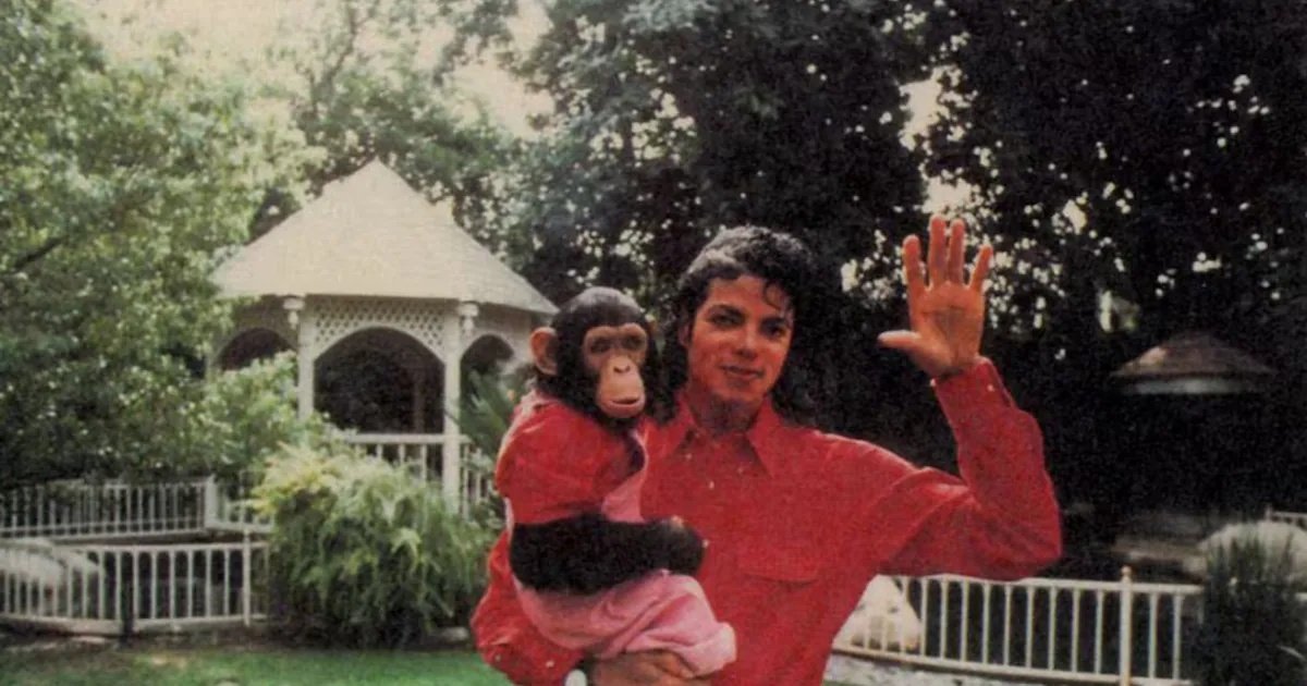 Qué fue de Bubbles, el chimpancé que Michael Jackson rescató de la muerte