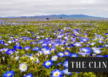 El milagro verde del Desierto de Atacama: la década de ensayos que logró plantar miles de cactáceas en el suelo más seco del país