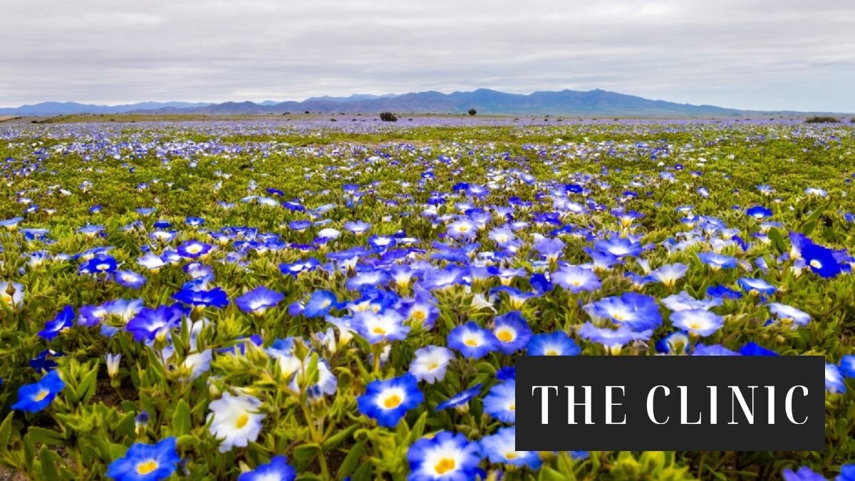 El milagro verde del Desierto de Atacama: la década de ensayos que logró plantar miles de cactáceas en el suelo más seco del país