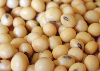 Llegó a Rosario el primer lote de soja de la campaña 2025/26