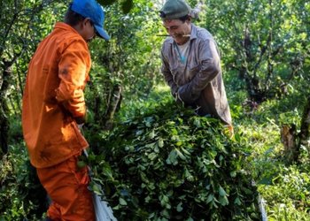 Se profundiza el deterioro: los productores de yerba se quedan con apenas el 11 por ciento del valor de un paquete