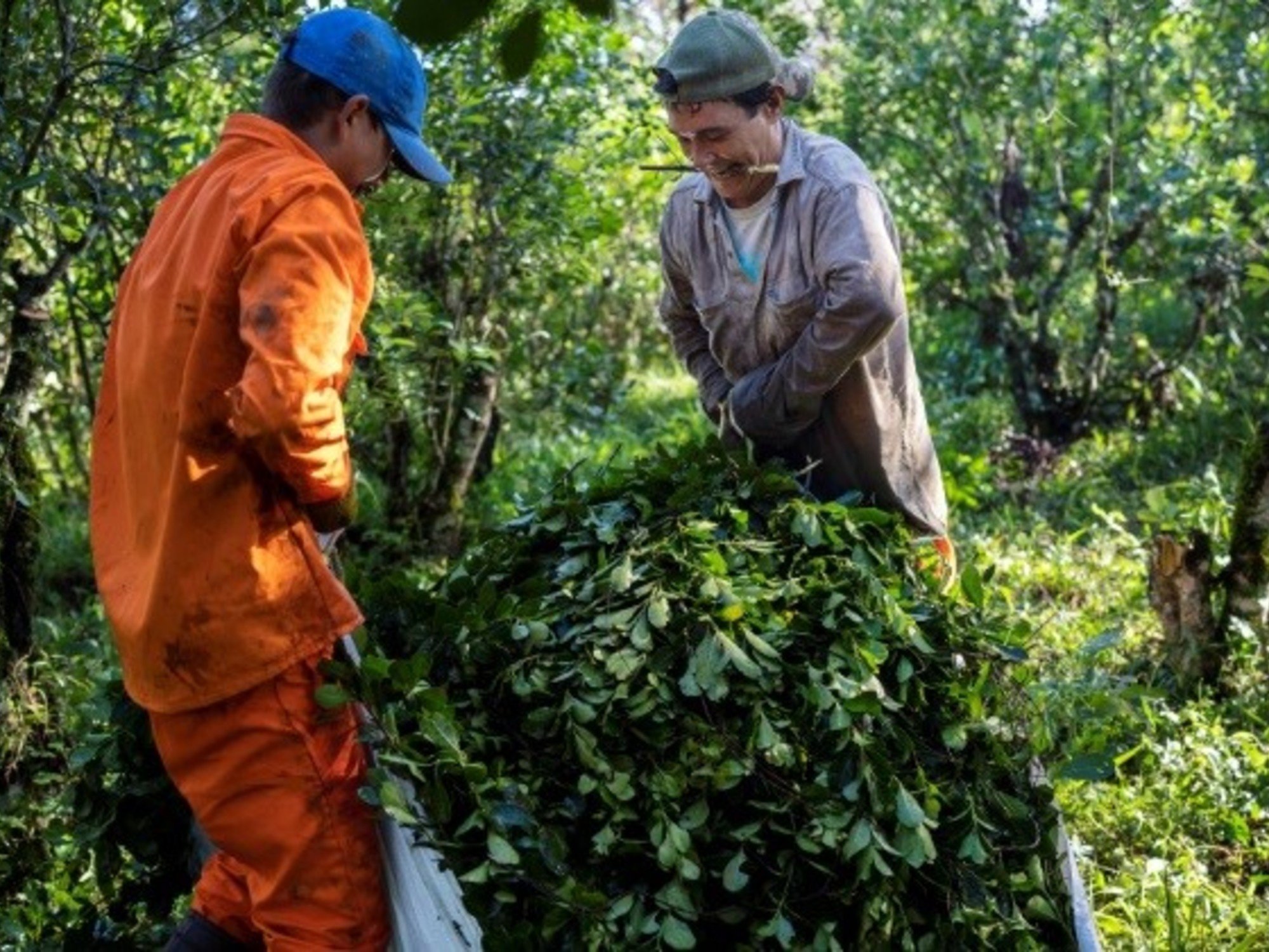 Se profundiza el deterioro: los productores de yerba se quedan con apenas el 11 por ciento del valor de un paquete