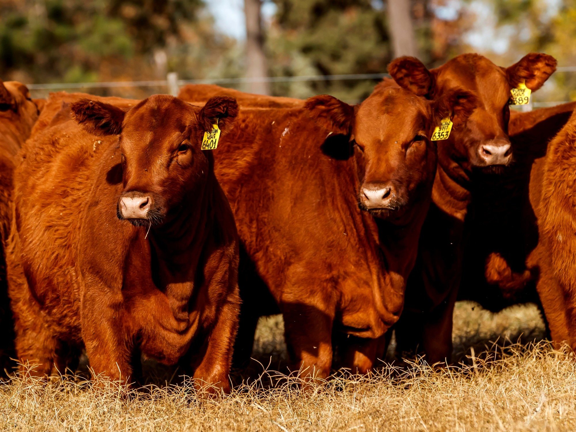 Alarmante caída de la faena: baja fuerte el consumo interno de carne y se pone en duda la exportación