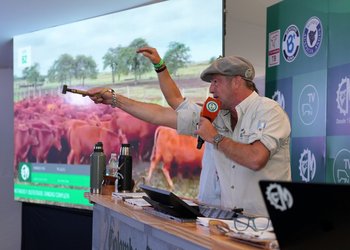 Los remates de hacienda rompieron todos los récords en el autódromo