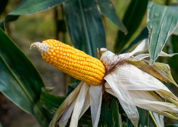 El agro argentino necesita acelerar el paso para aprovechar una gigantesca oportunidad histórica