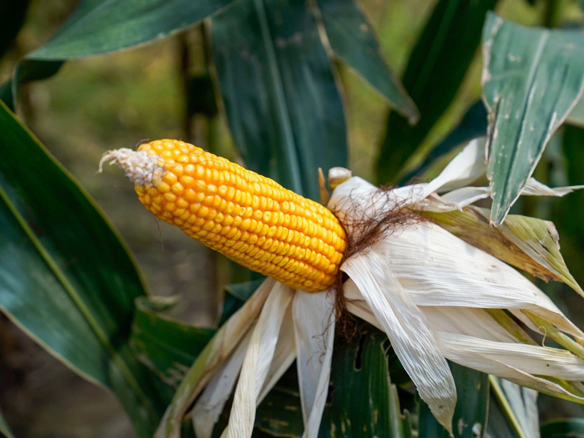 El agro argentino necesita acelerar el paso para aprovechar una gigantesca oportunidad histórica