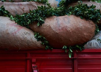 "Oro verde": las exportaciones de yerba mate alcanzaron en 2025 una cifra nunca vista tras la desregulación del mercado