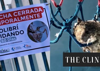 “Fueron los niños los que sacrificaron su cancha en beneficio de esta familia”: el orgullo de Mejillones tras el nacimiento de los polluelos de colibrí