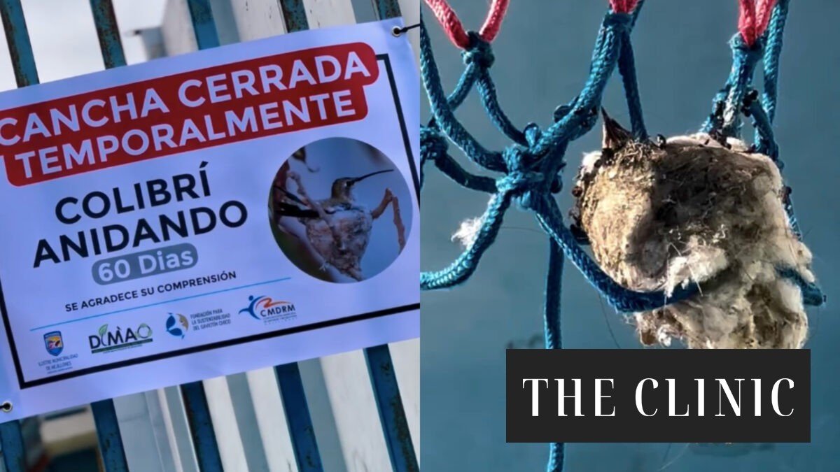 “Fueron los niños los que sacrificaron su cancha en beneficio de esta familia”: el orgullo de Mejillones tras el nacimiento de los polluelos de colibrí