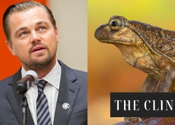 Leonardo DiCaprio alerta sobre la situación de la rana de pecho espinoso ante el posible avance de un megaproyecto: “Esta especie se enfrenta a una de sus mayores amenazas”