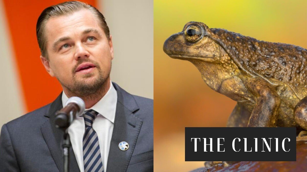 Leonardo DiCaprio alerta sobre la situación de la rana de pecho espinoso ante el posible avance de un megaproyecto: “Esta especie se enfrenta a una de sus mayores amenazas”