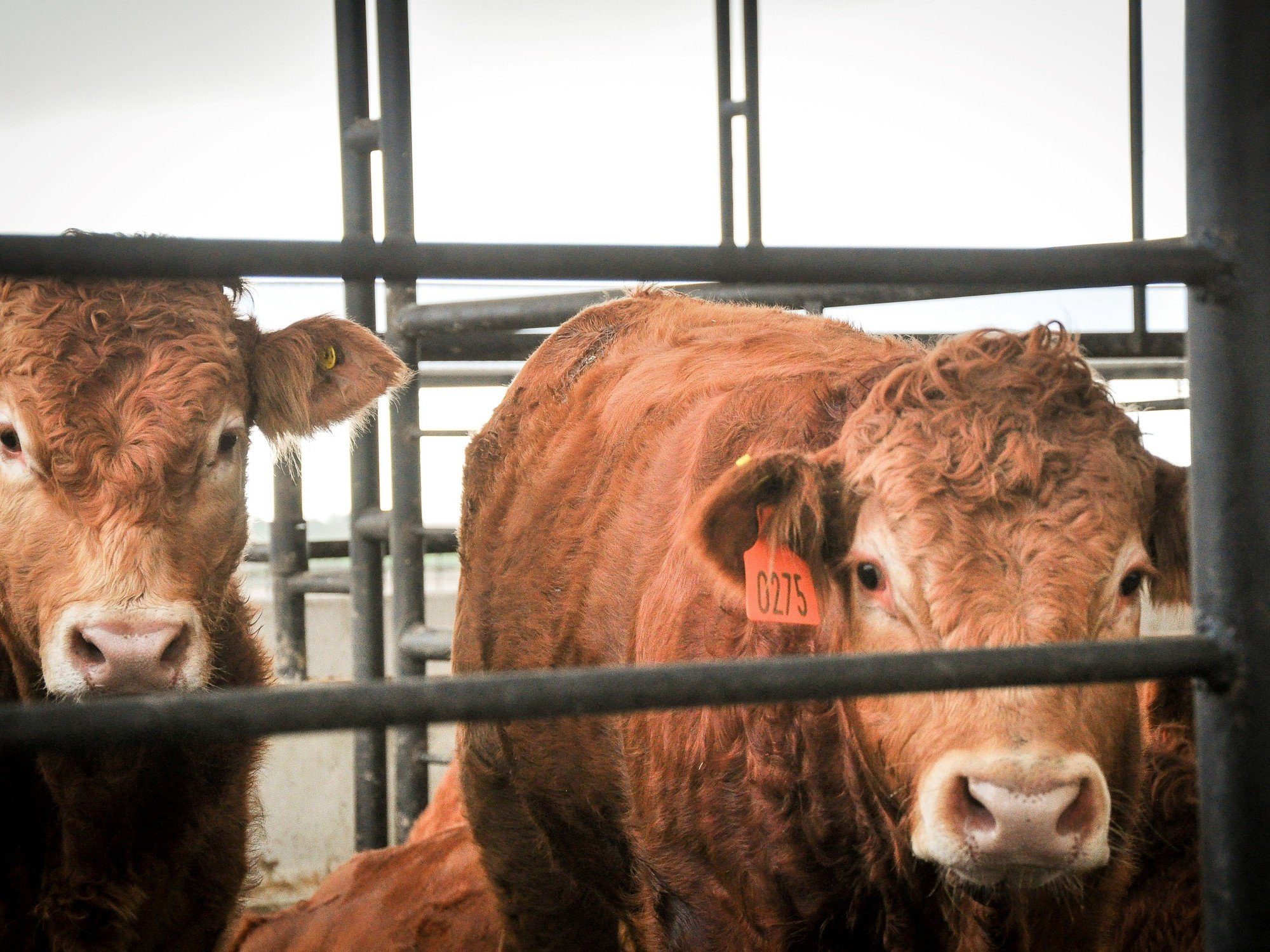 La ganadería, en las gateras de una nueva era