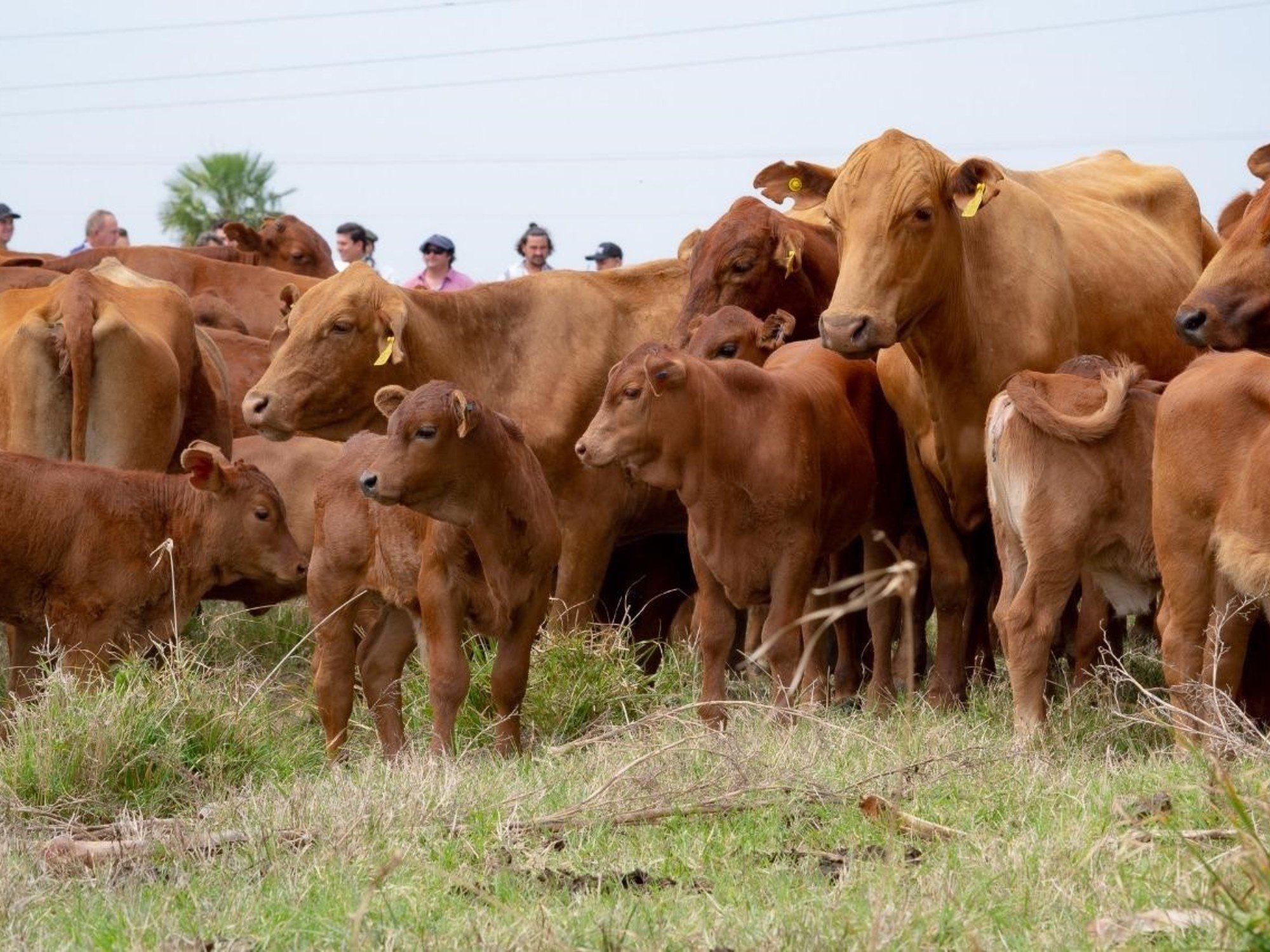 Trump, Milei y las relaciones carnales