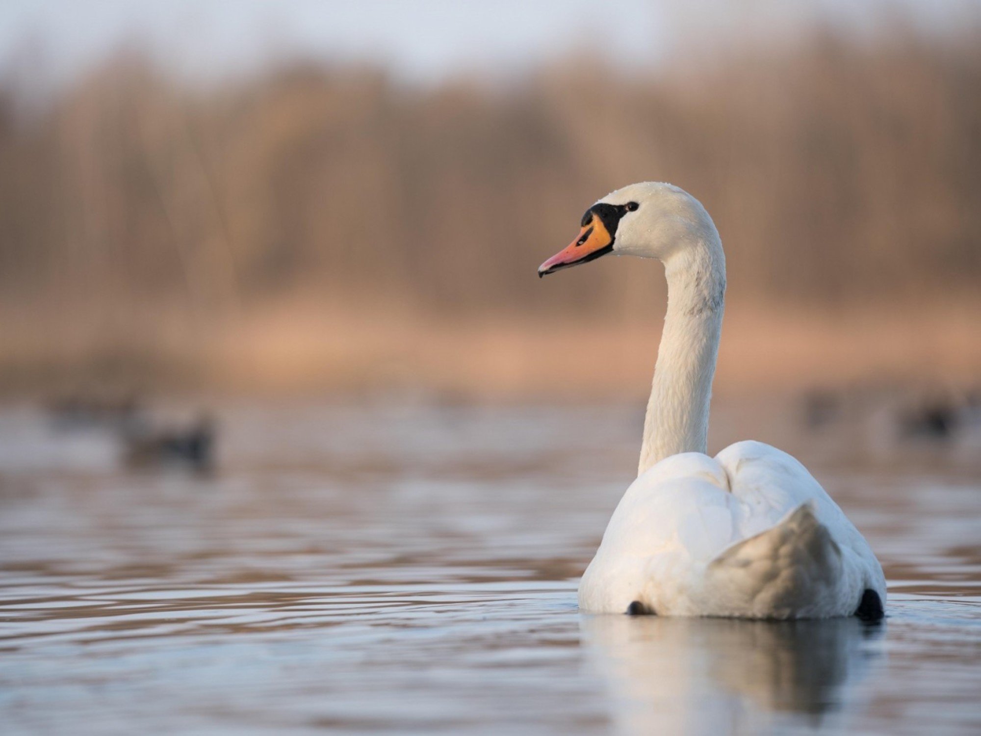 Detectaron un caso de gripe aviar en aves silvestres en la Reserva Ecológica Costanera Sur