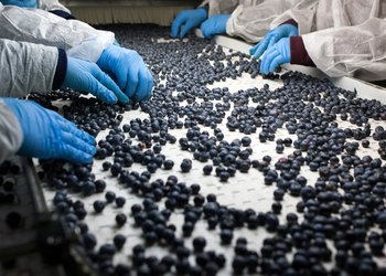 El arándano es la cabeza de la producción frutihortícola peruana