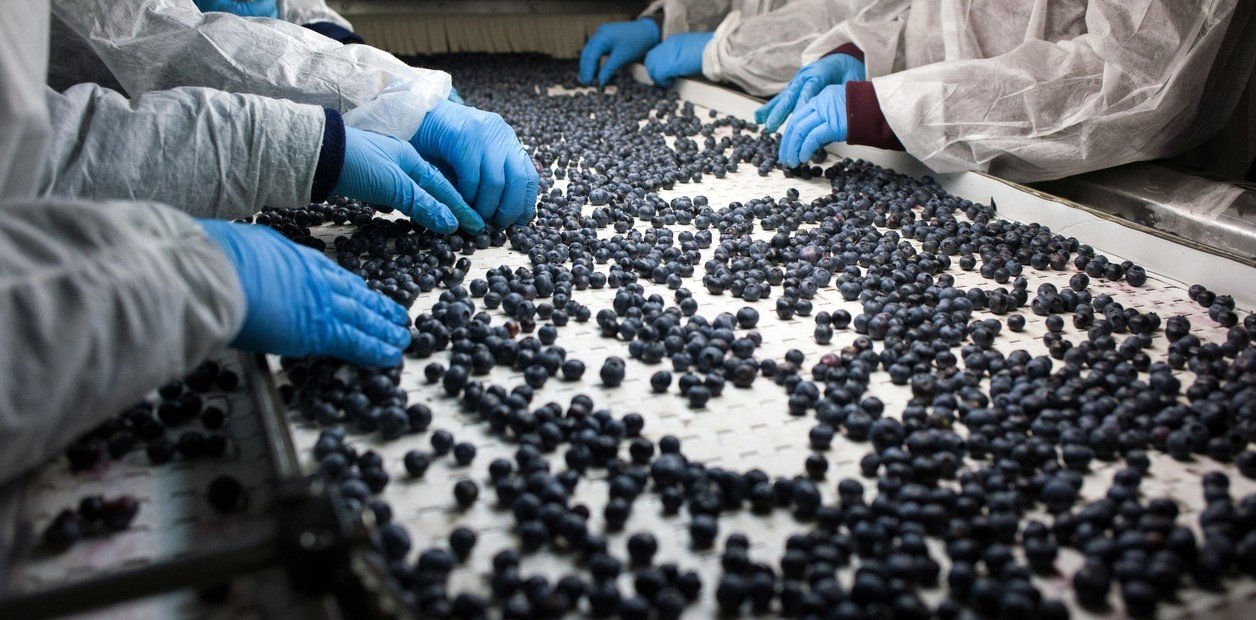 El arándano es la cabeza de la producción frutihortícola peruana