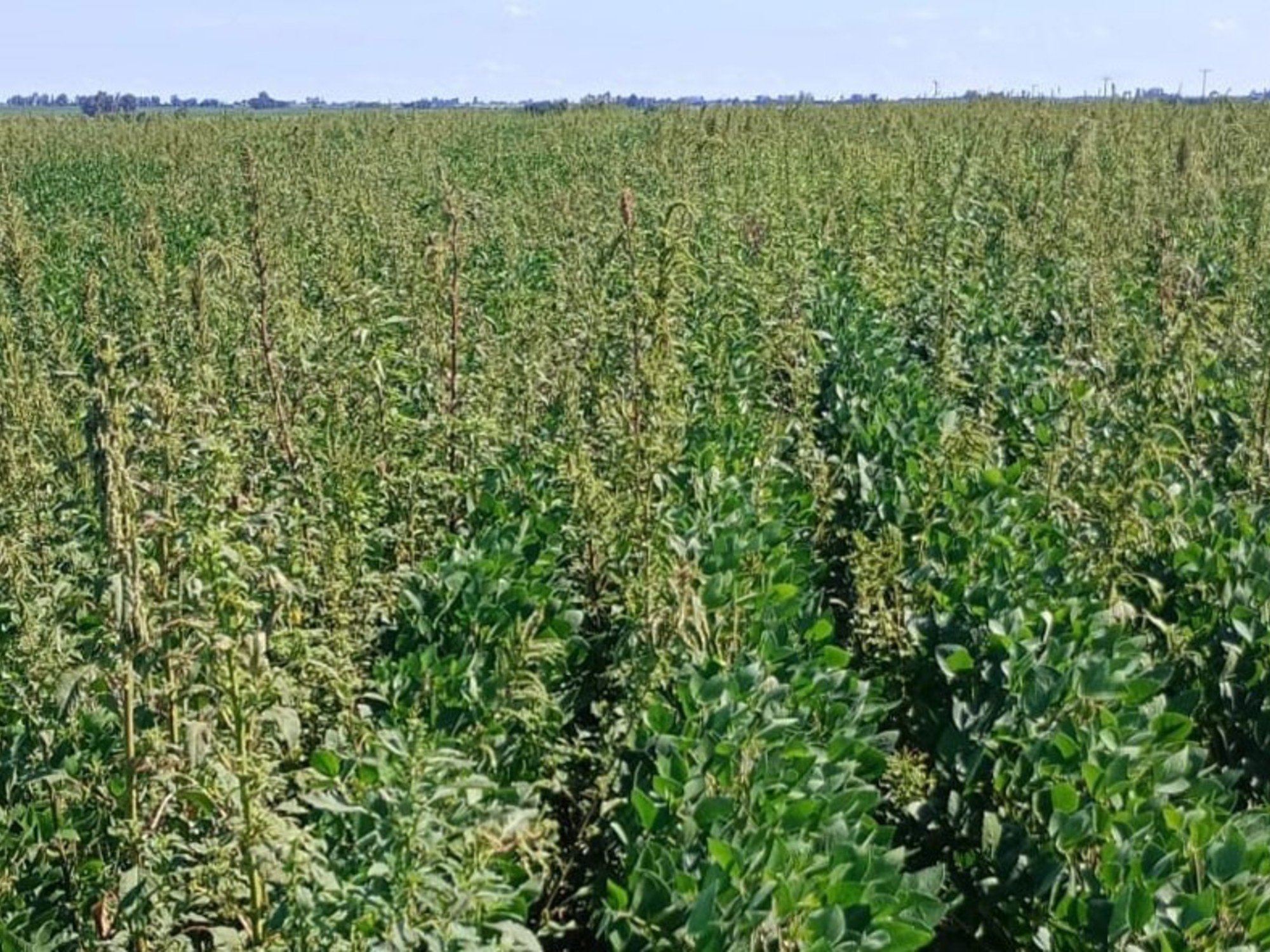Por primera vez en Argentina: informan de una nueva resistencia de Amaranthus hybridus en plena zona núcleo