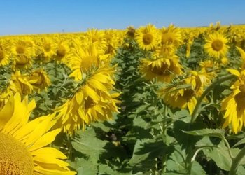 Girasol récord: vuelven a elevar la estimación de cosecha y superará por primera vez las 6 millones de toneladas
