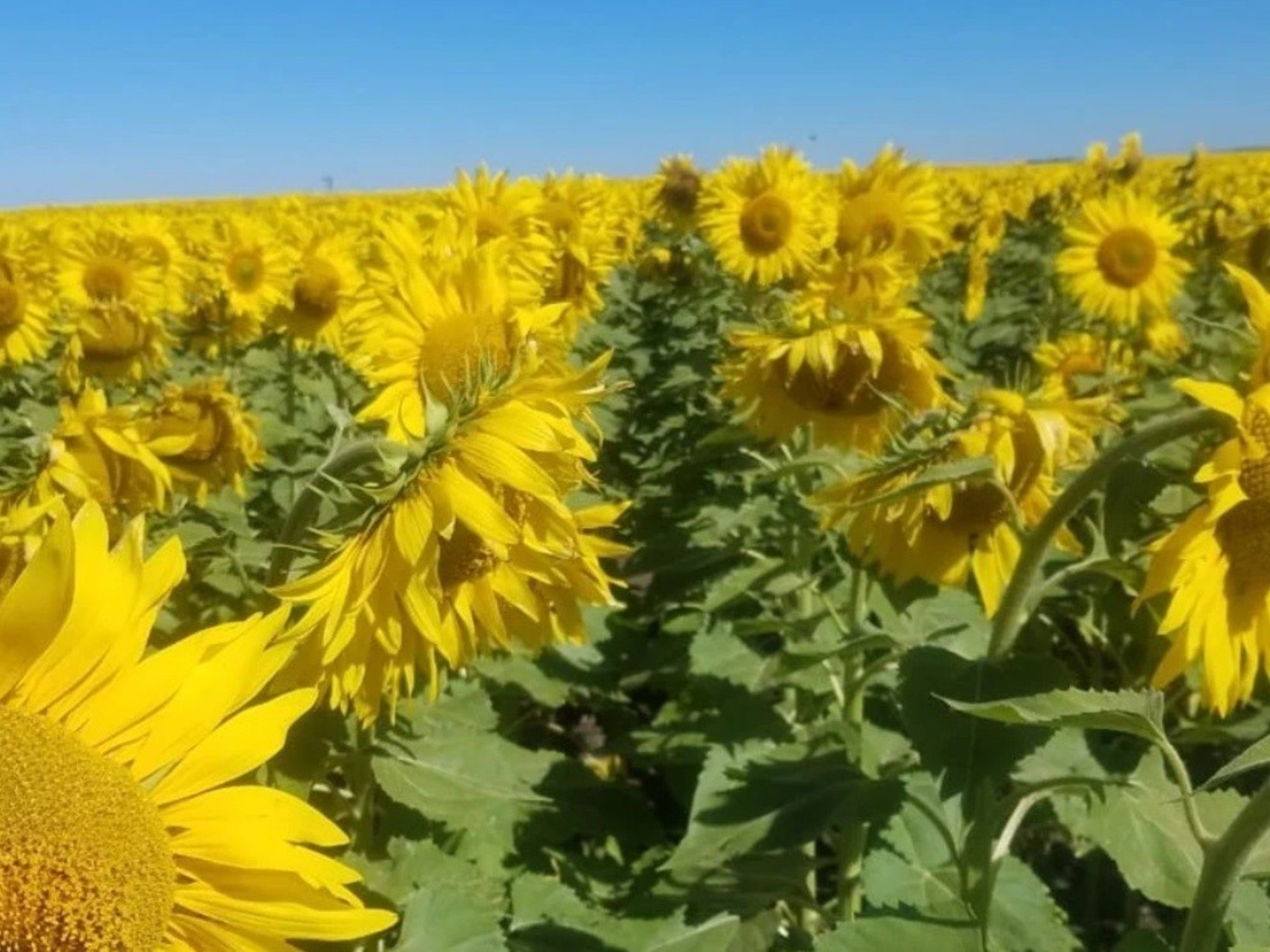 Girasol récord: vuelven a elevar la estimación de cosecha y superará por primera vez las 6 millones de toneladas