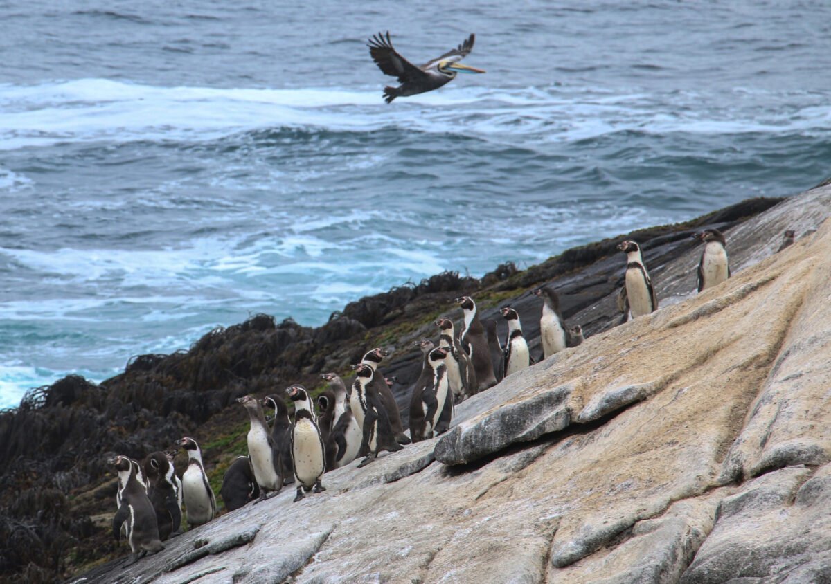 Subsecretario de Medio Ambiente y revisión de decretos ambientales: “El objetivo es asegurarnos de que cada acto sea técnicamente robusto y fije estándares apropiados”
