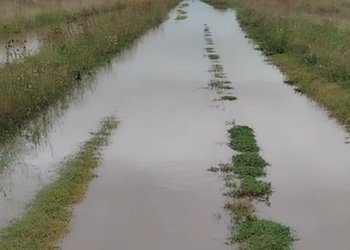 En plena cosecha, las lluvias comienzan a complicar zonas de Santa Fe y Buenos Aires