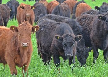 Las voces del sector ganadero: cómo aprovechar el buen momento para crecer a largo plazo