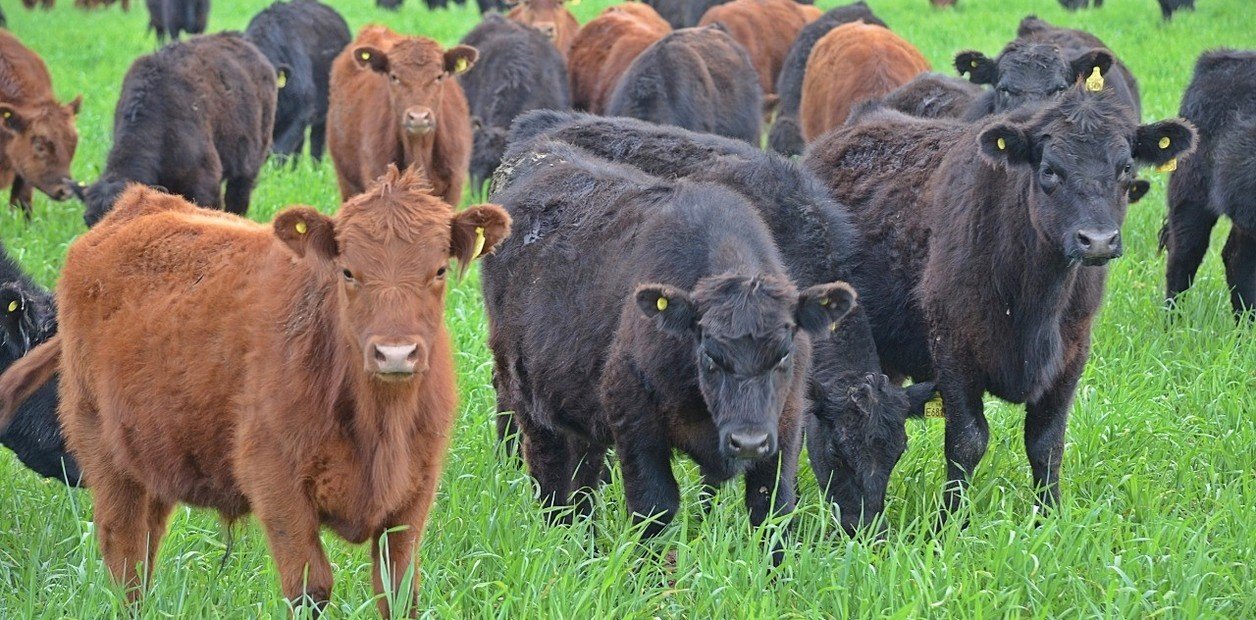 Las voces del sector ganadero: cómo aprovechar el buen momento para crecer a largo plazo