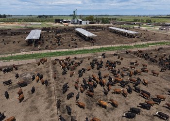 Ganadería argentina top: nuevos sistemas y procesos