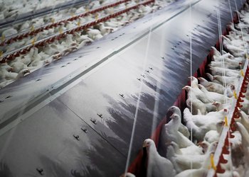 Uruguay declaró la emergencia sanitaria por gripe aviar tras la detección de casos de "alta patogenicidad"