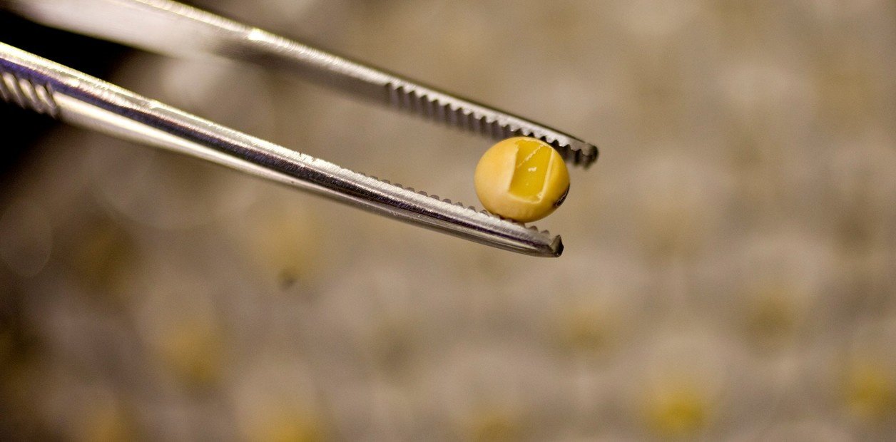 Contrapunto sobre semillas: Milei abrió el debate en el campo sobre patentes