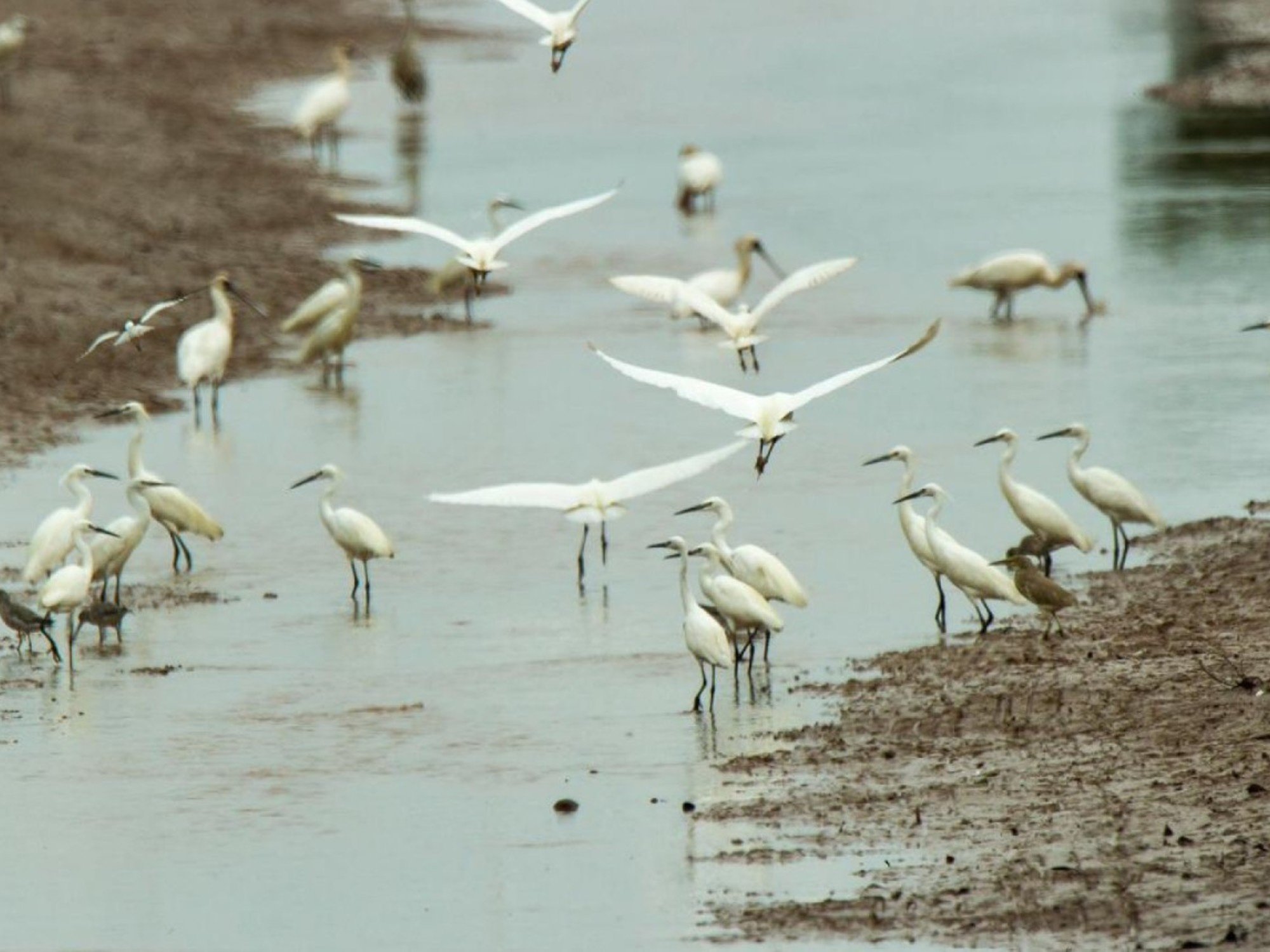 Detectan un nuevo caso de influenza en aves silvestres en la provincia de Buenos Aires