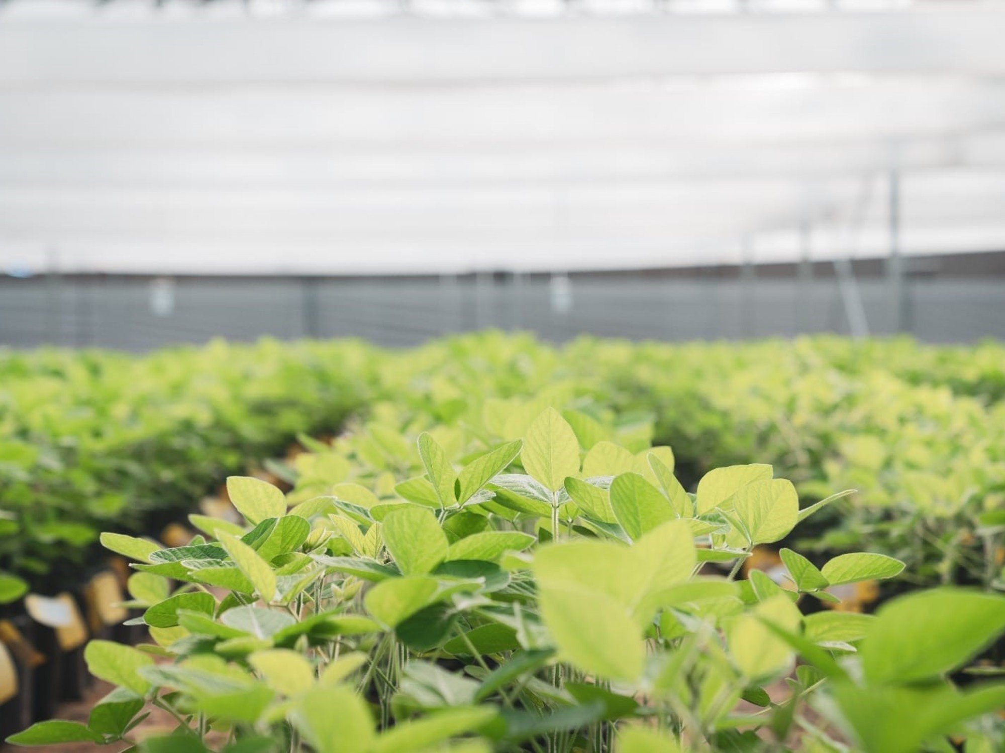 DONMARIO MÁS: cinco lanzamientos estratégicos y claves de manejo para "blindar" el rinde en una campaña climática desafiante