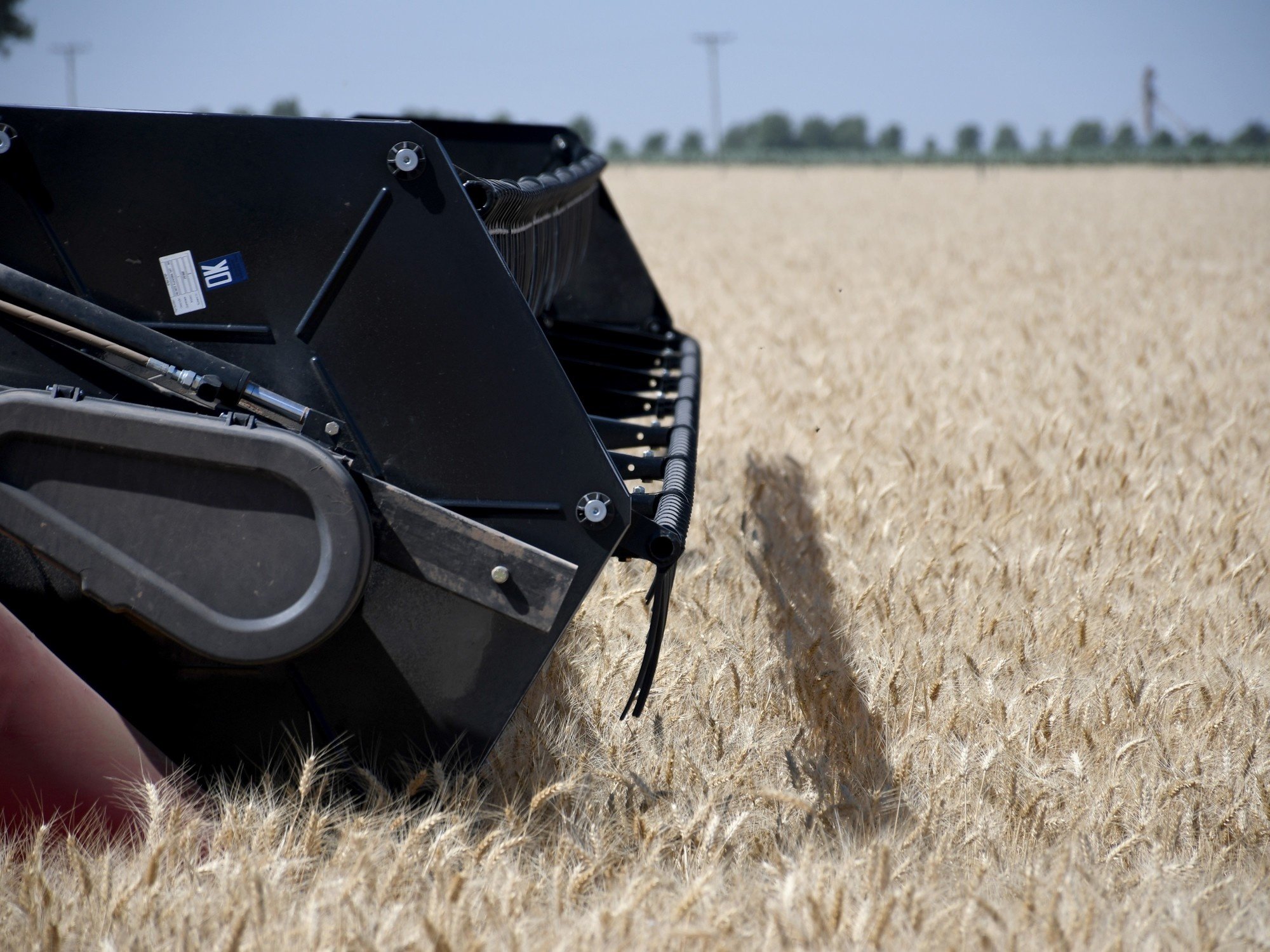 Proyectan una producción récord de trigo: 24,5 millones de toneladas