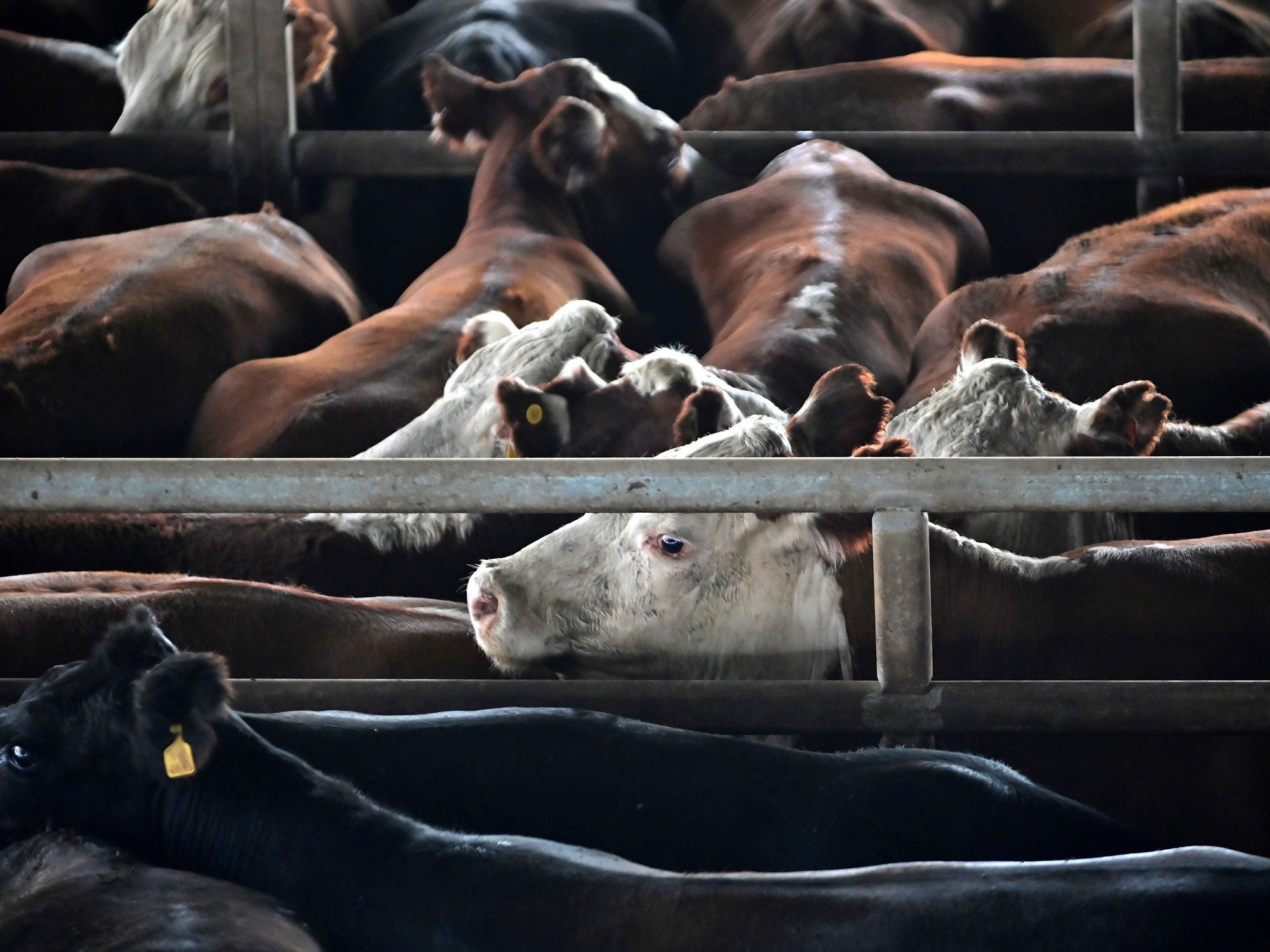 Se viene otra suba en el precio de la carne, que ya había crecido 5% durante enero