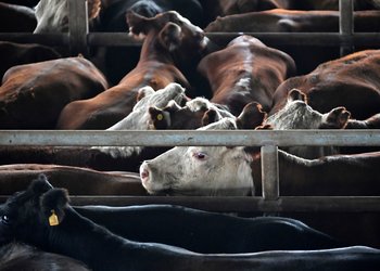 "Poca oferta y demanda activa": el valor de la hacienda volvió a subir y en lo que va de febrero una categoría trepó hasta un 14%