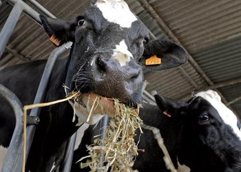 “Una carga insoportable”: dos entidades aseguran que la presión impositiva puede representar el 42% de las ventas de los tambos