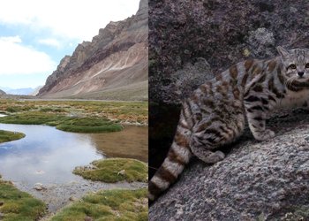 Reingresan decreto para proteger parte del Cajón del Maipo y al gato andino: otras 36 medidas ambientales siguen en espera
