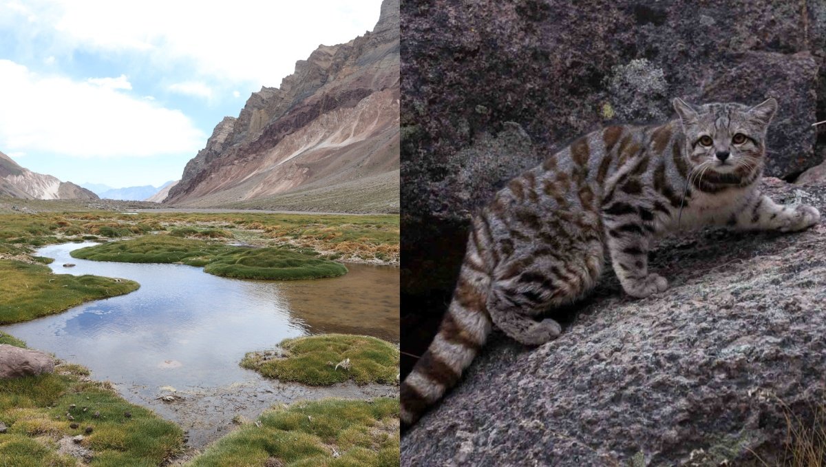 Reingresan decreto para proteger parte del Cajón del Maipo y al gato andino: otras 36 medidas ambientales siguen en espera