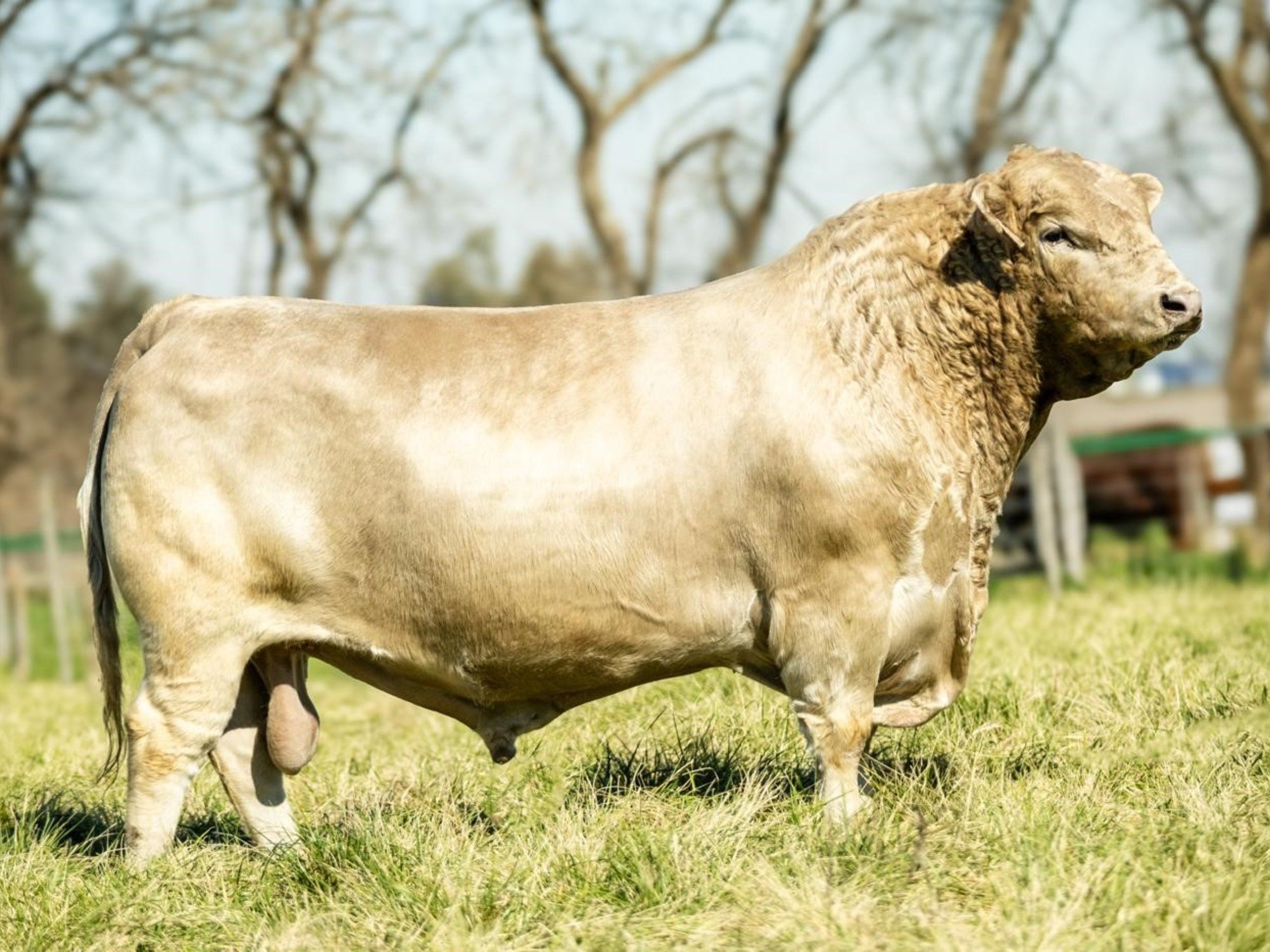 "Le ganamos a los creadores de la raza": el codiciado toro Murray Grey de una cabaña bonaerense que fue elegido el mejor del mundo