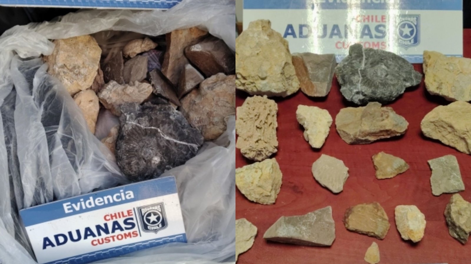 Piezas fueron ingresadas desde Argentina: Aduanas incautó 18 fósiles paleontológicos desde maletero de auto en Paso Pehuenche