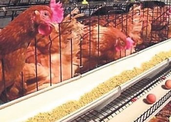 “Estamos desnudos”: productores de huevos pidieron comenzar a vacunar para detener el avance de la influenza aviar