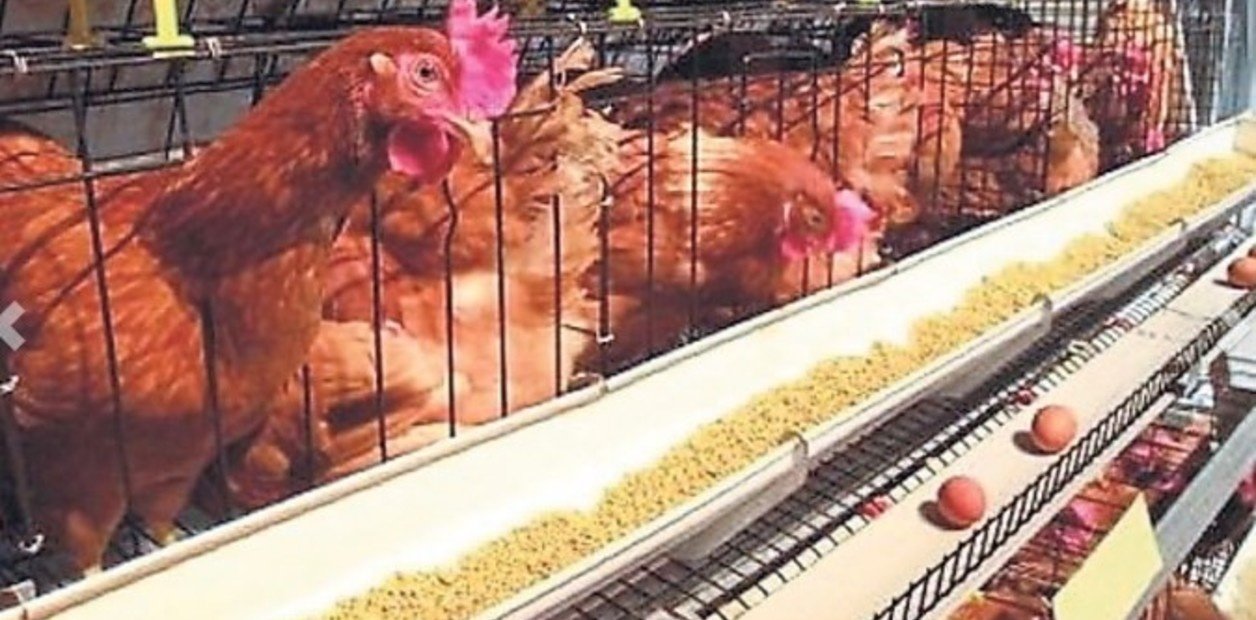 “Estamos desnudos”: productores de huevos pidieron comenzar a vacunar para detener el avance de la influenza aviar