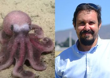 “Es un honor súper grande”: La nueva especie descubierta en el Océano Pacífico que fue bautizada con nombre de académico chileno